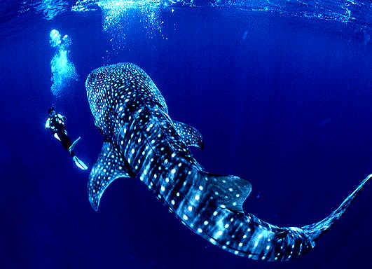 whale shark whale shark