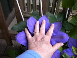 Clematis blooms