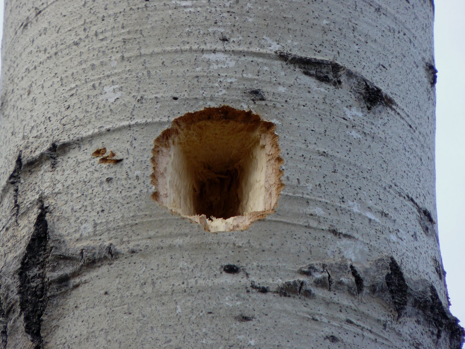 Beaver Boardwalk Blog: Pileated woodpecker nest testing