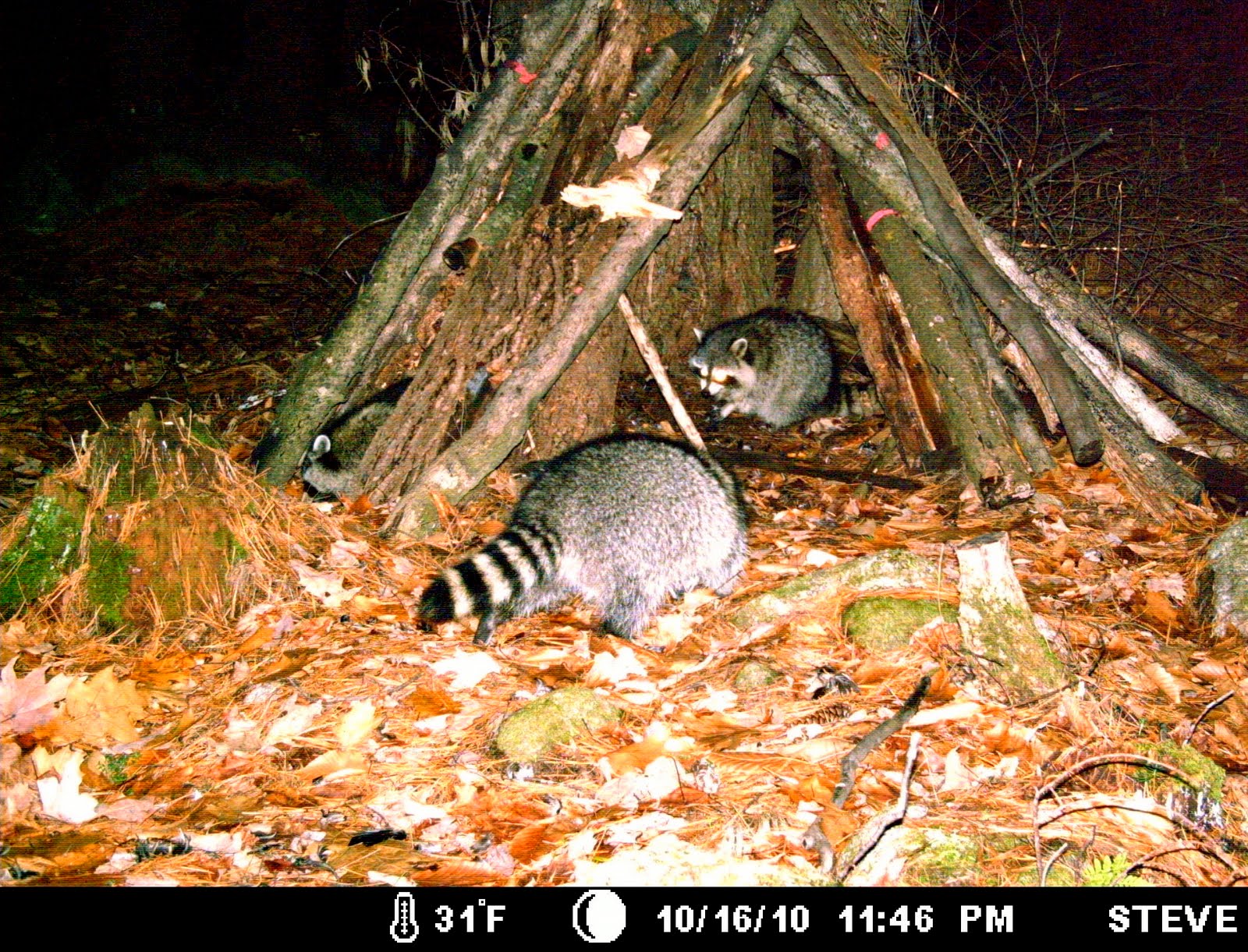 The Maine Outdoorsman: Moultrie Game Camera