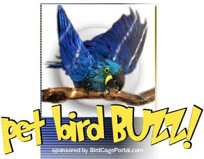 PET BIRD BUZZ!