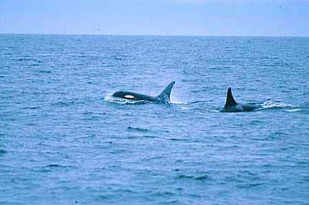 [orcas1.jpg]