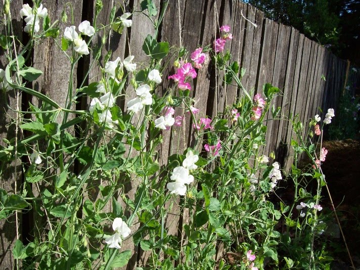 Not Quite a Cottage Garden July 2010