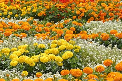 [url-Tagetes.htm]