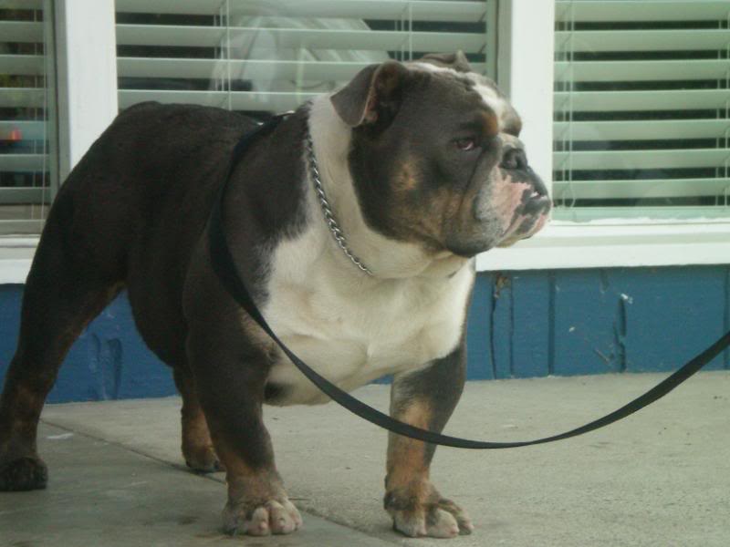 Sri Lankan Dog Lovers Picture Gallery 1