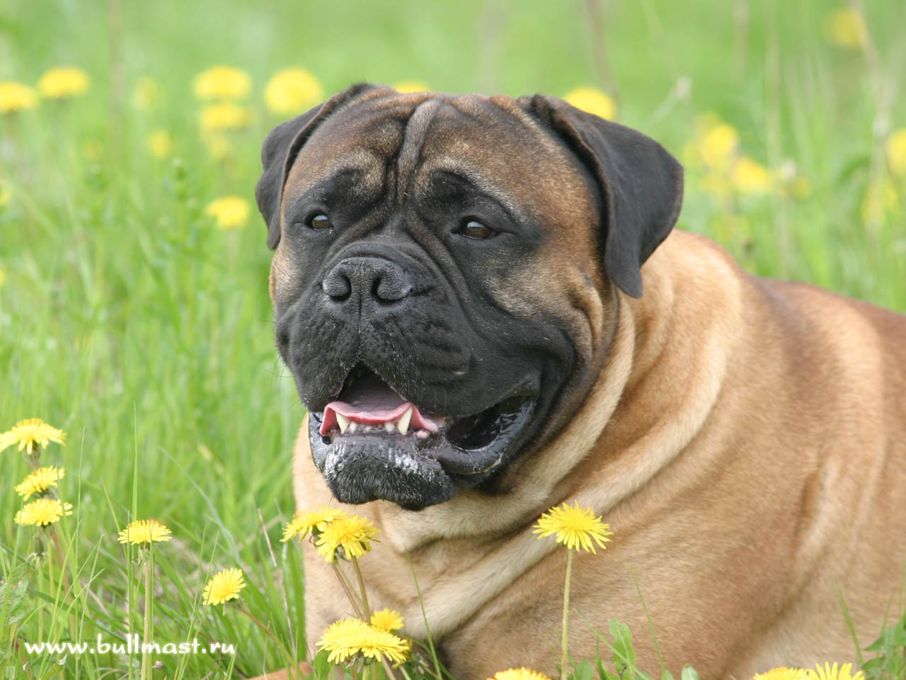 Sri Lankan Dog Lovers Picture Gallery 1