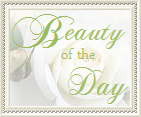 Wyróżnienie "Beauty of the Day"