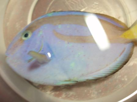 Cinobil Saltwater Fish Pemeriksaan dan rawatan Tank Saltwater Cinobil Saltwater Fish Pemeriksaan dan rawatan Tank Saltwater