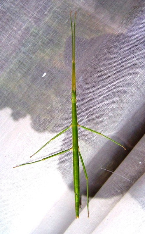Viendo y aprendiendo de la naturaleza: Bichos palo