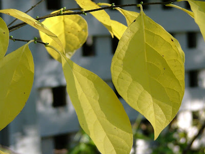 Tips Curing Disease Spicebush Lindera Benzoin Overview Health