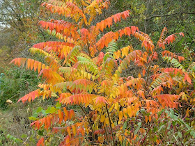 Front Yard Part Ii Planning Plotting