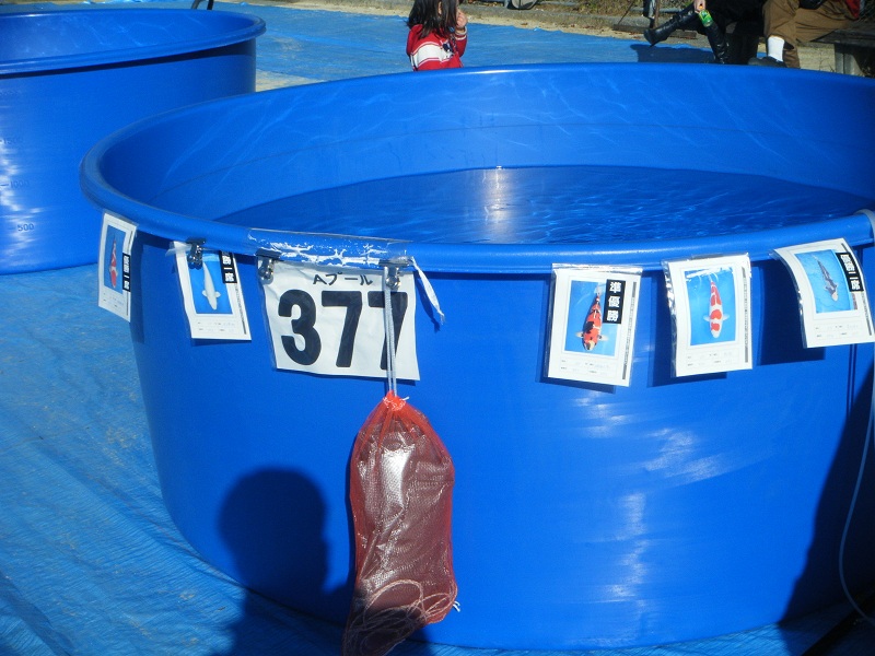 BEST KOI: RESULTS OF OUR 46TH ALL JAPAN ZNA KOI SHOW ENTRIES