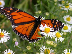 save Frost Valley's Monarchs