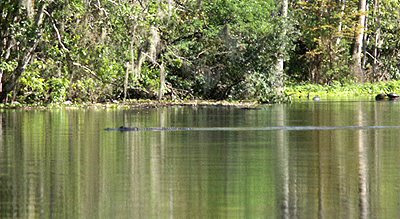 gator swimming