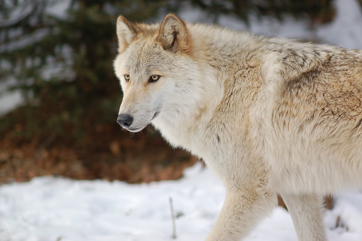 New Jersey Blues: Lakota Wolf Preserve