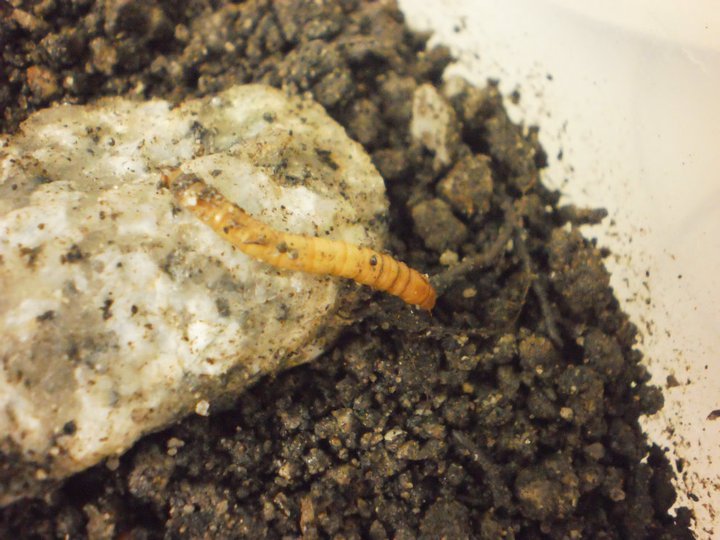 Alexander's Blog Mealworms for my centipede!