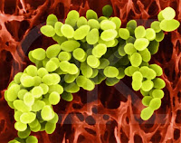 Blog de Biología: 2010