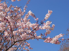 Cherry Blossoms