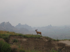 Deer in the Badlands