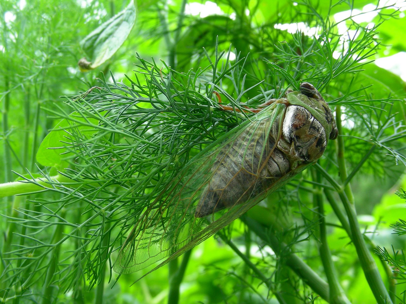 My Iowa Garden: Camera Critter Saturday-Locust