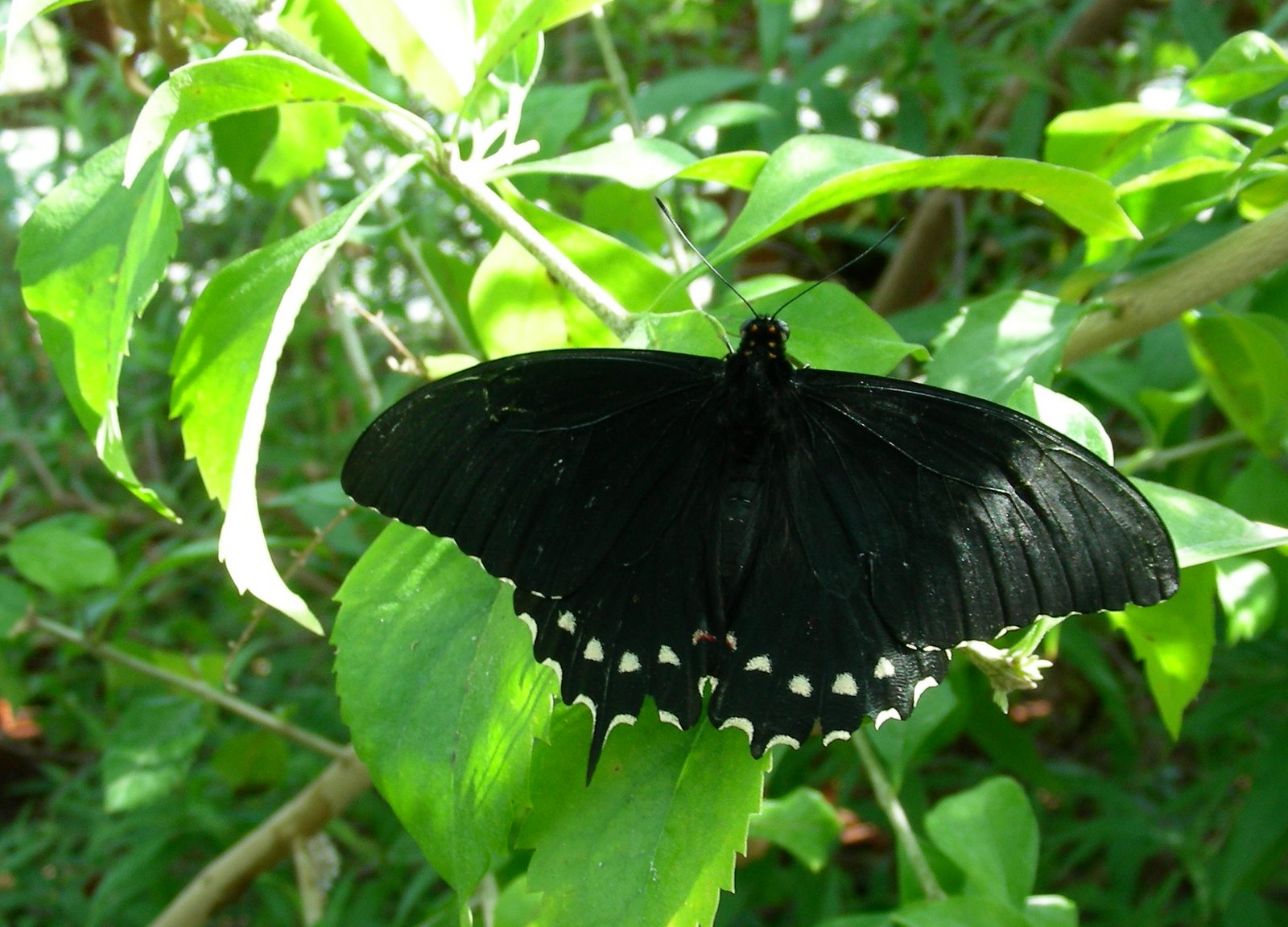 Черные бабочки 1