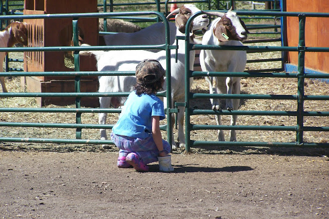It takes bravery to feed a goat!