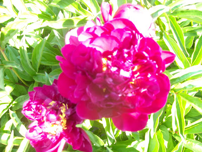 Tinta Derramada: Las flores de mi jardín