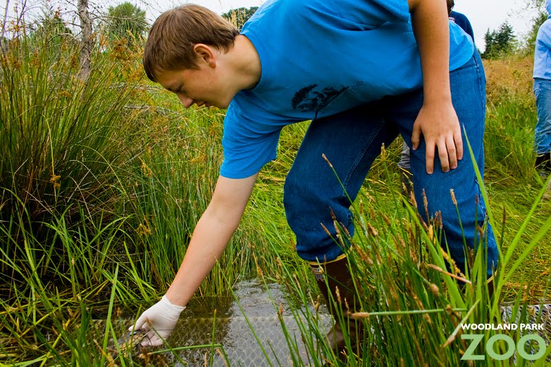 Teens release endangered turtles into wild