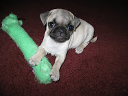 Puppy Arlo