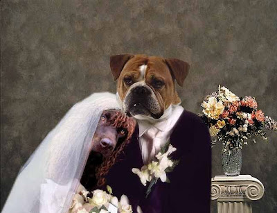 doggie_wedding
