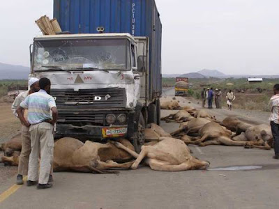 camel+%281%29.jpg