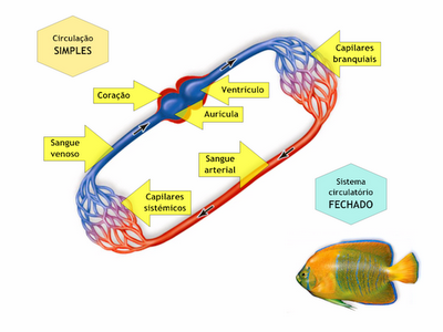 Sistema Circulatório: Peixes