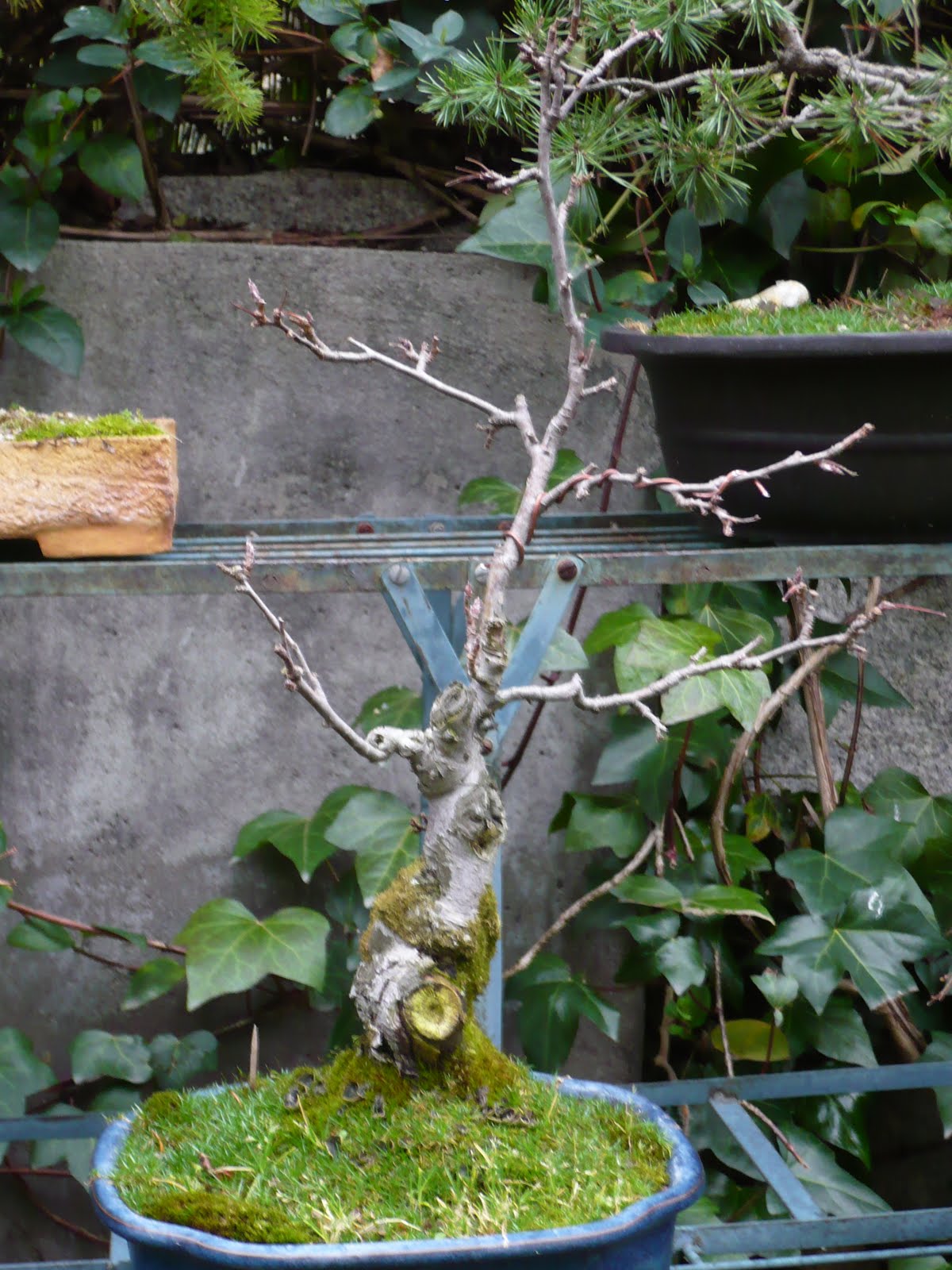 BONSAI GARDEN MANZANO JAPONES (INVIERNO 2008)
