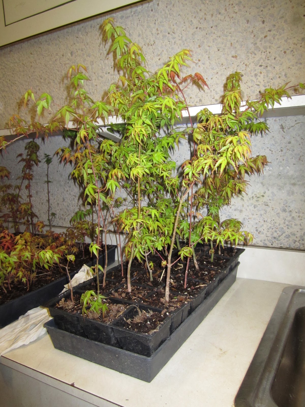 Gone Walkabout 2 Bonsai Class Kabudachi Maple