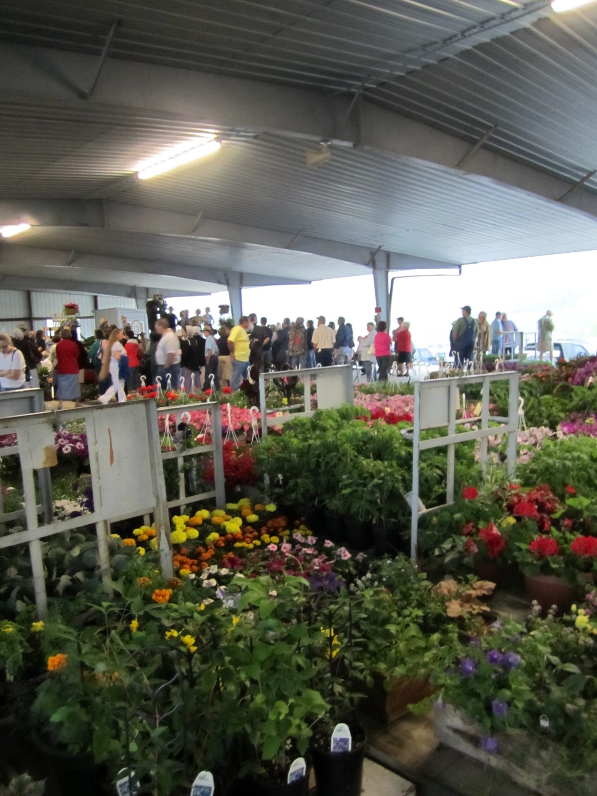 Gone Walkabout Amish Plant Auction