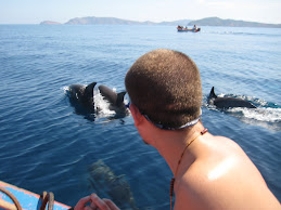 Delfines Silvestres