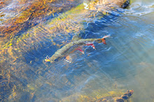 Fall Brookies