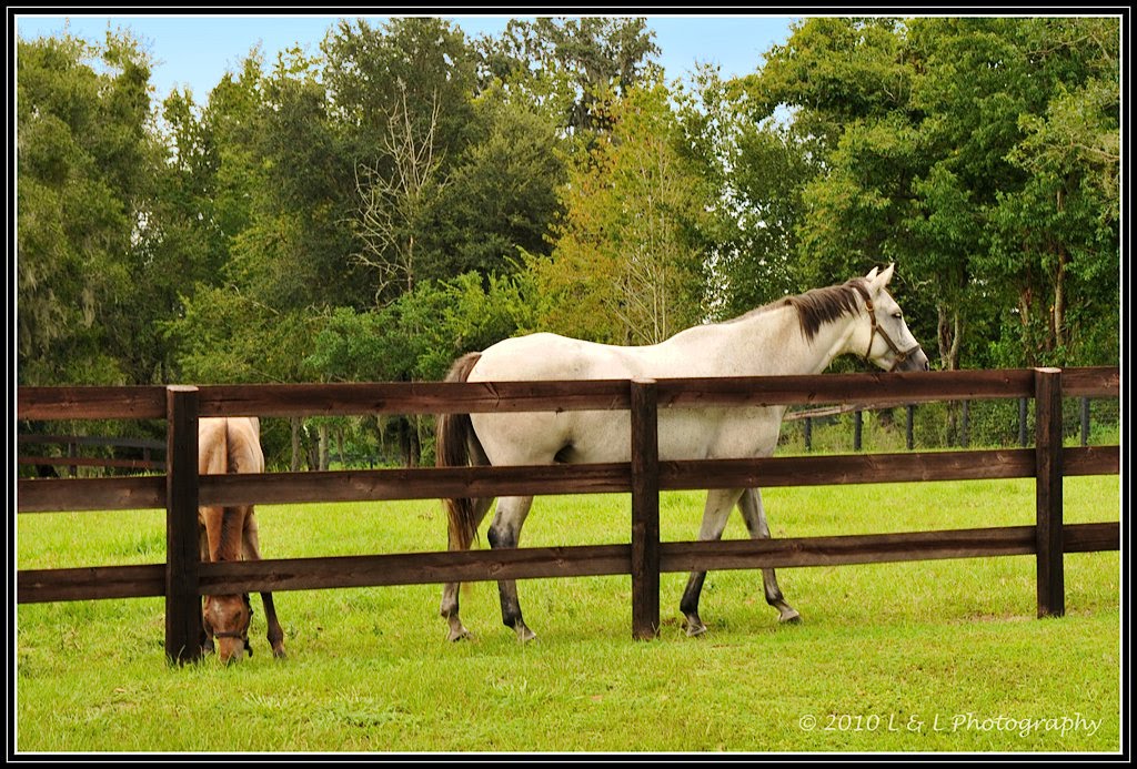 Ocala, Central Florida & Beyond Horse farms & thoroughbreds Ocala