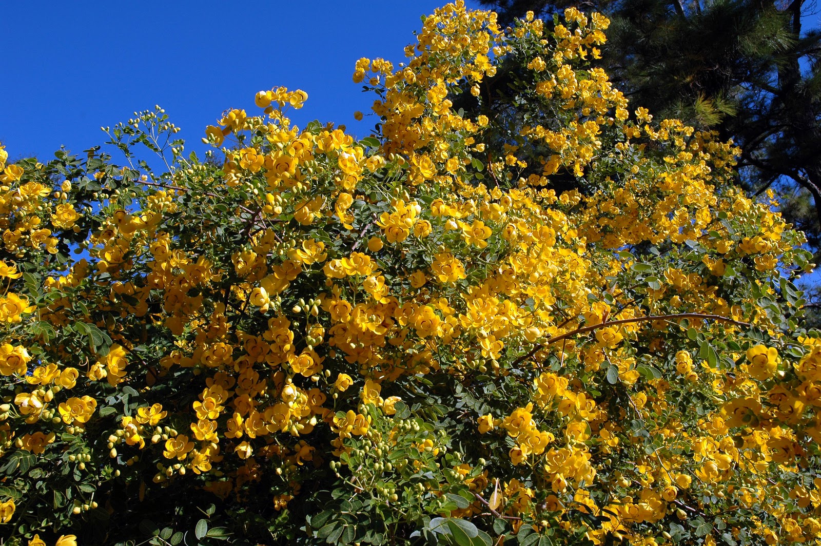Ocala, Central Florida & Beyond Yellow flowers and sky of blue