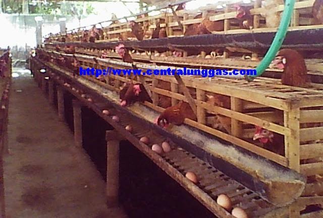 unggas Prospek usaha ternak ayam petelur unggas Prospek usaha ternak ayam petelur