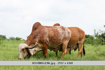 RAZAS DE GANADO CEBU: RAZAS DE CEBU