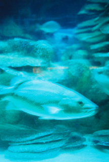 [blue_fish.jpg]