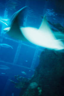 [stingray.jpg]
