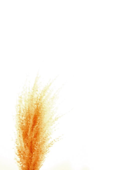 [magic_feather_sm.jpg]