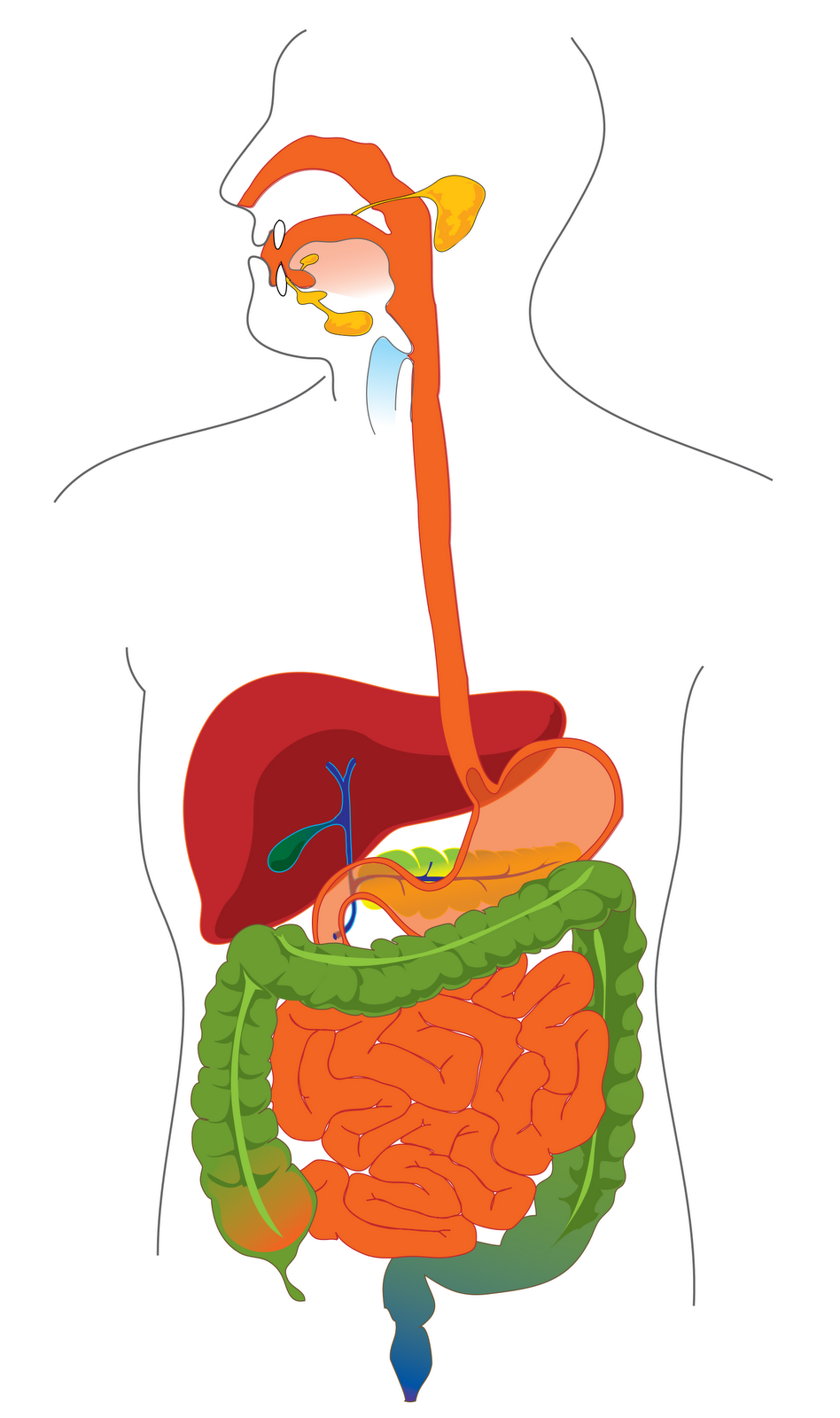 digestive system no labels