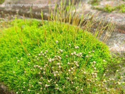 download moss for plants for free download moss for plants for free
