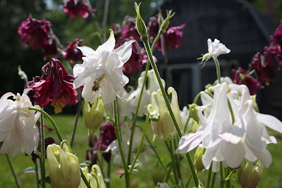 columbine flower