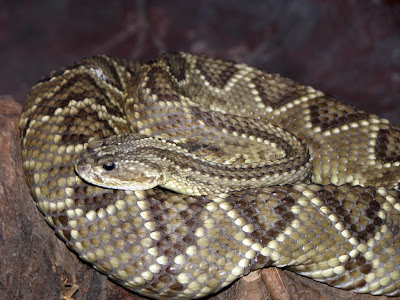 vibora vuelta universos promocin