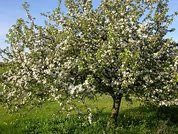 ¿Por qué escribo? ¿Por qué un manzano da manzanas?  Lobo Antúnez