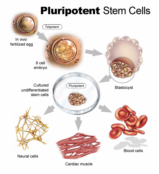[pluripotent-stem-cells.jpg]